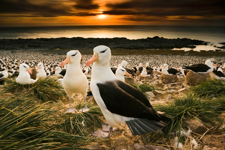 Black-Browed Albatross, Falkland Islands