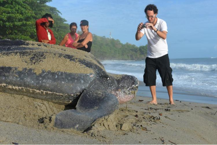 Leatherback Sea Turtles, Trinidad
