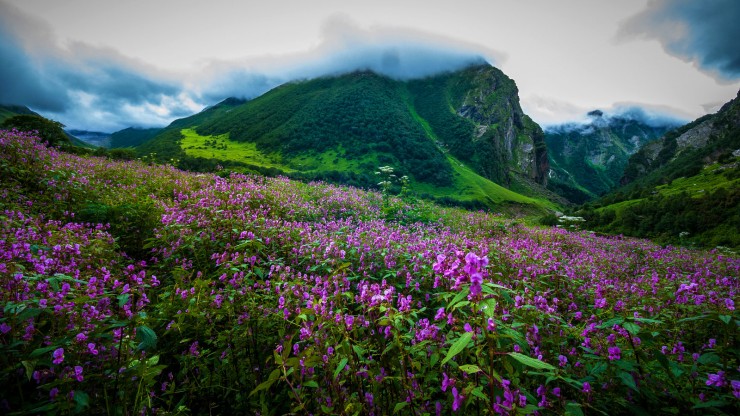 Valley Of Flowers, Uttarakhand, India