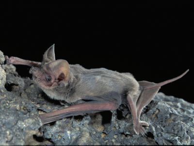 Mexican Free-Tailed Bats, New Mexico.
