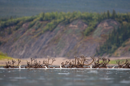 Porcupine Caribou Migration, Canada