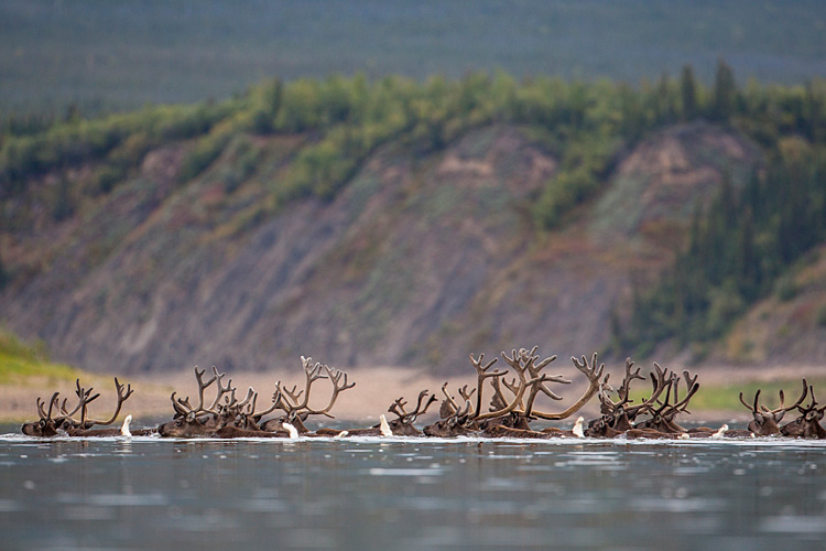 Porcupine Caribou Migration, Canada