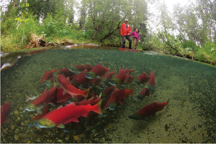 Salmon Spawn, Southeast Alaska