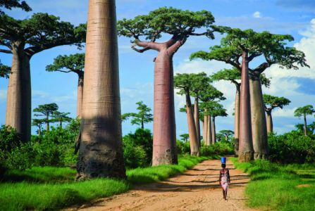 Avenue Of The Baobabs, Menabe, Madagascar