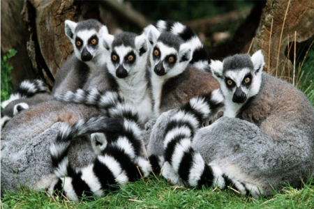 Lemurs, Madagascar